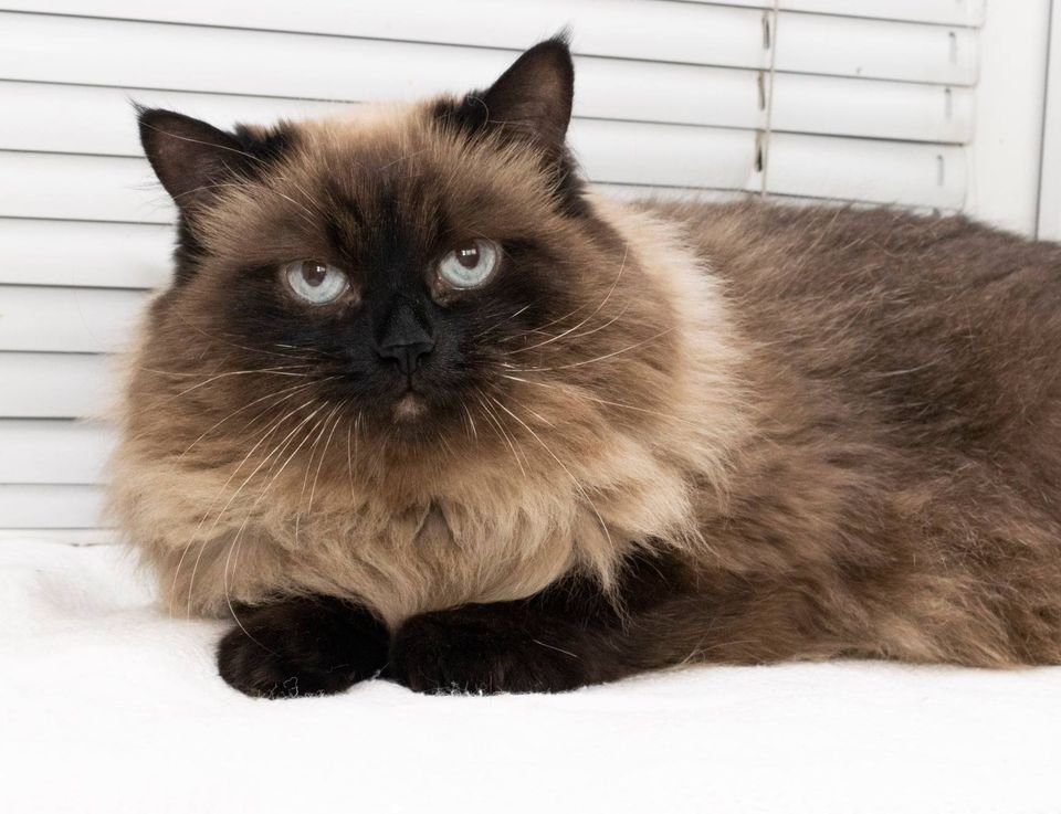 Шикарная Балинезийская кошка Анечка Шикарная Балинезийская кошка Анечка