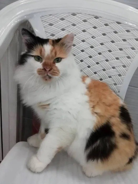 Толстушка кошечка Ника Толстушка кошечка Ника