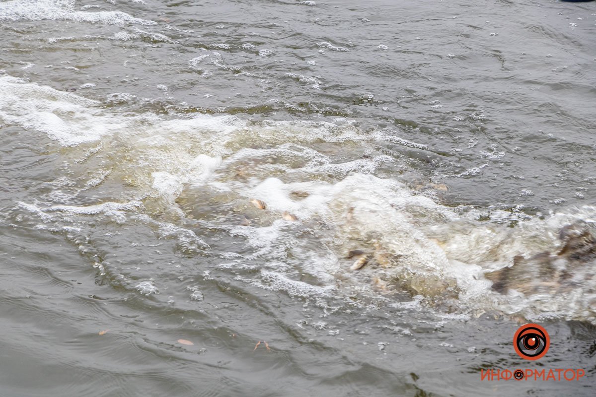 Около 20 тысяч экземпляров молоди карпа и белого амура Около 20 тысяч экземпляров молоди карпа и белого амура