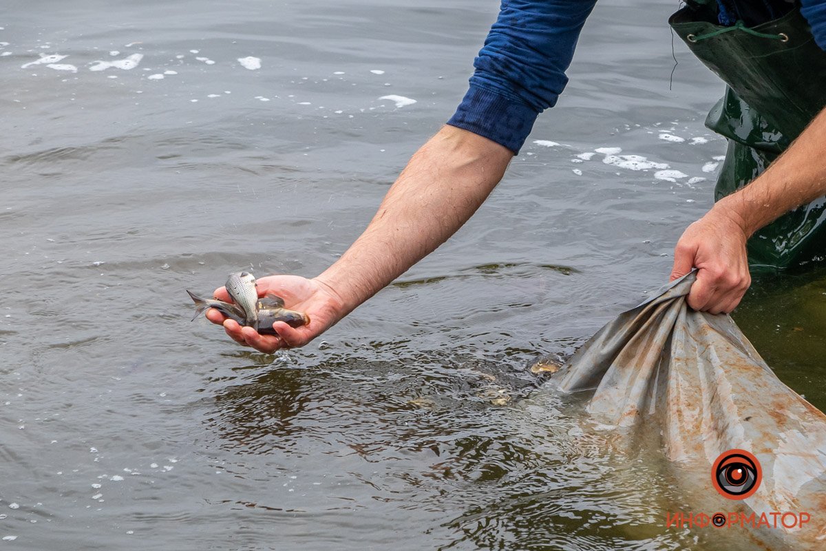 Рыба поможет очистить Днепр Рыба поможет очистить Днепр