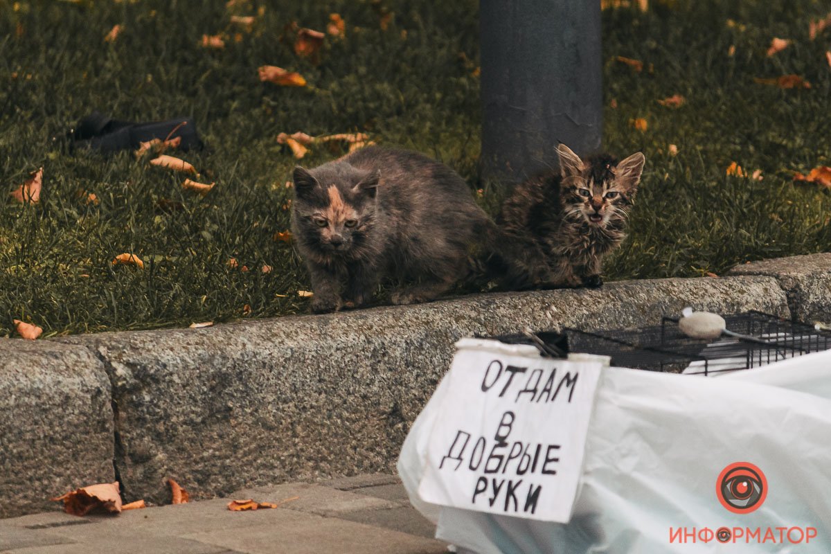 Ты. Да, ты. Забери кота