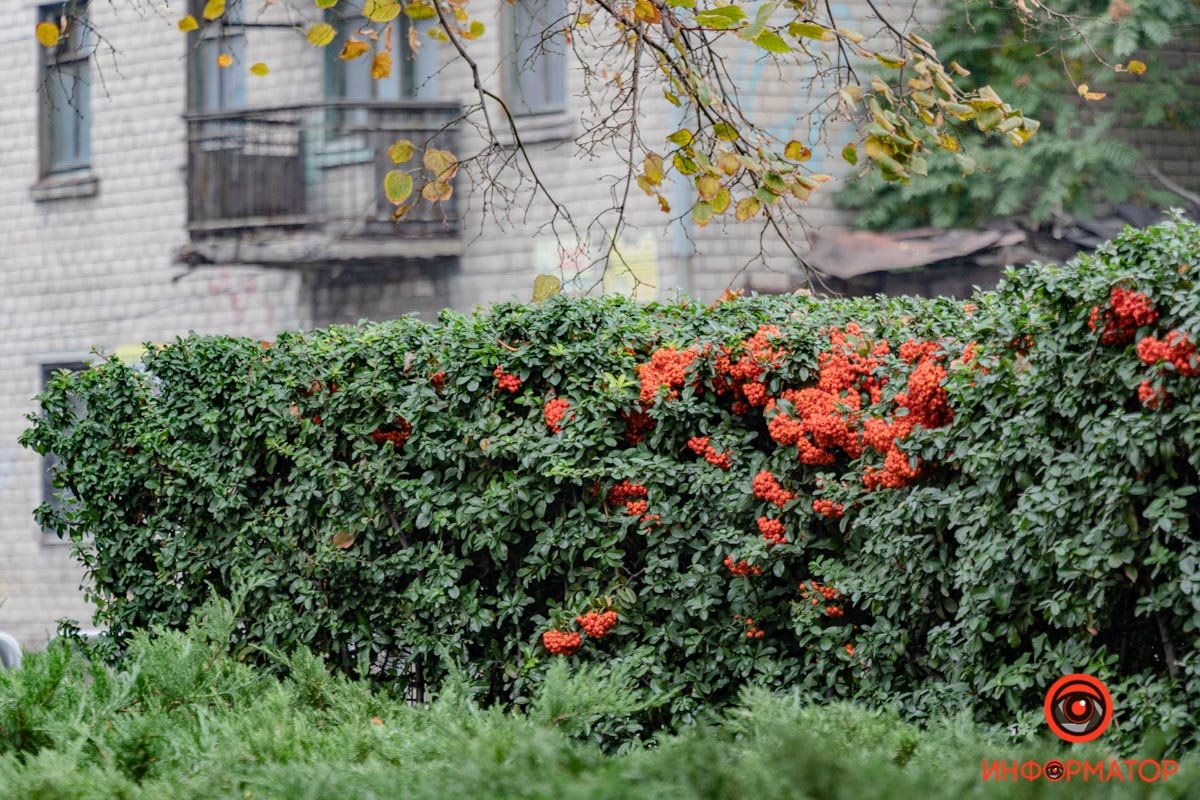 Яркие пятнышки на фоне серого города