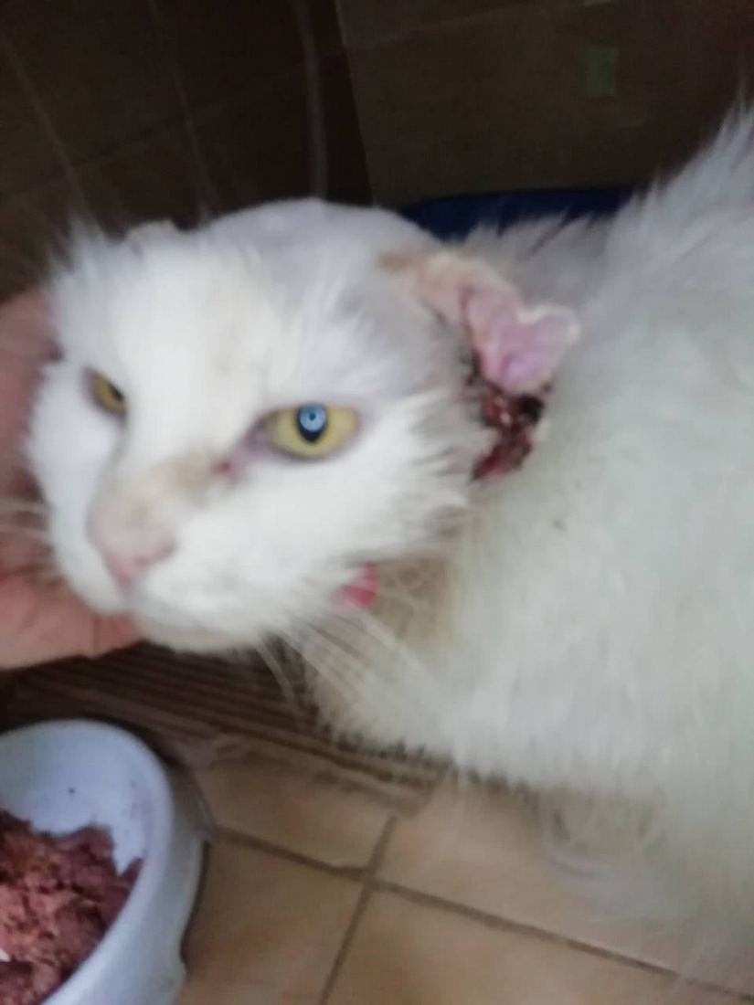 В Днепре спасают кошку, которая почти лишилась ушей: нужна помощь 1