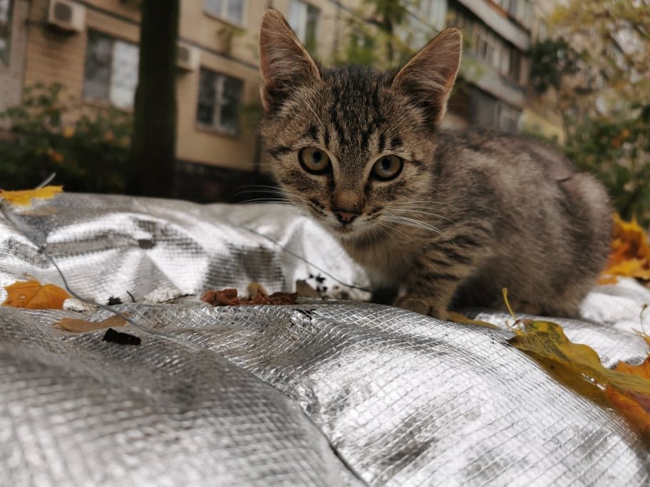 Хвостик ищет дом, где его будут любить, кормить и тискать Хвостик ищет дом, где его будут любить, кормить и тискать