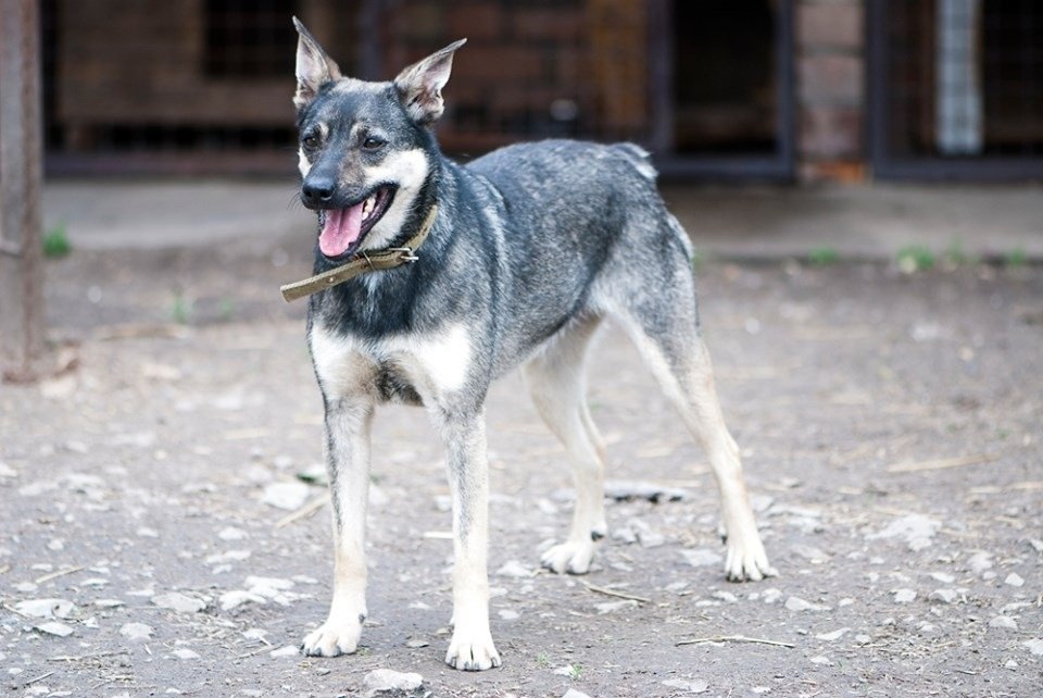 Трогательная собачка с забавным хвостиком Трогательная собачка с забавным хвостиком
