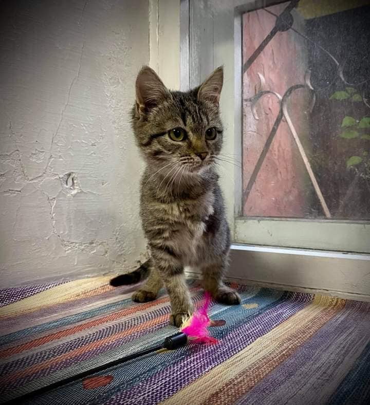 Малышка потеряла лапку во время стычки с дворовыми собаками Малышка потеряла лапку во время стычки с дворовыми собаками