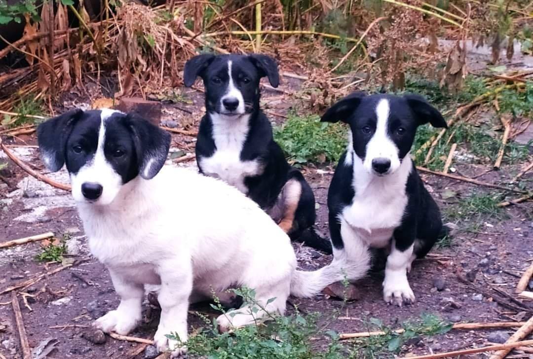 Три черно-белых и бело-черных щеночка ищут семью Три черно-белых и бело-черных щеночка ищут семью