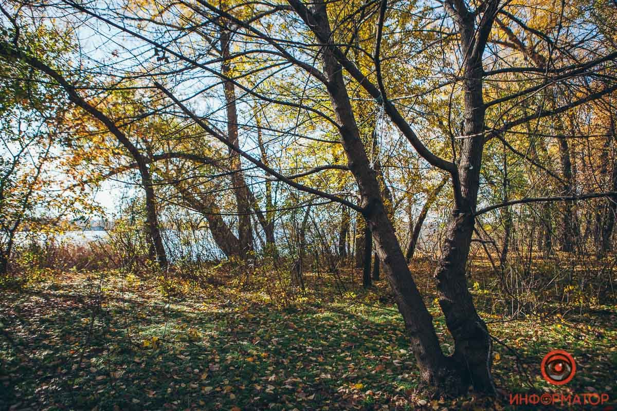 Все произошло в лесопосадке недалеко от Кайдакского моста