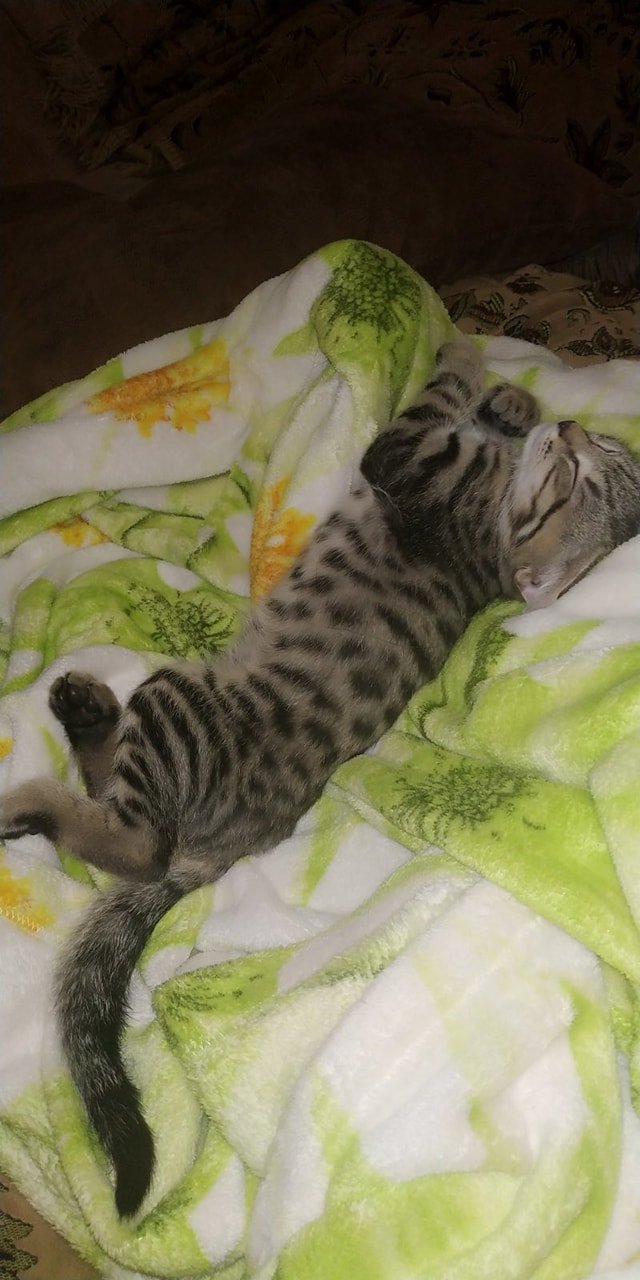 На улице Амурской, между Воронежской и Холодильной пропал четырехмесячный котенок На улице Амурской, между Воронежской и Холодильной пропал четырехмесячный котенок