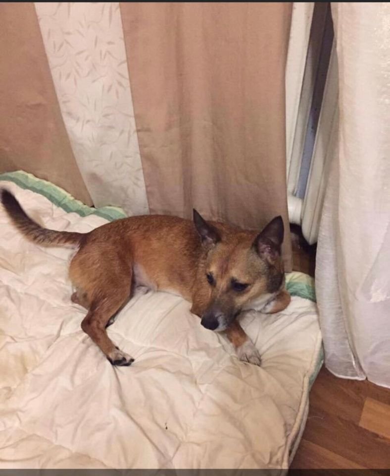 Пропал пес по кличке Лекс, 8 лет. Пропал пес по кличке Лекс, 8 лет.