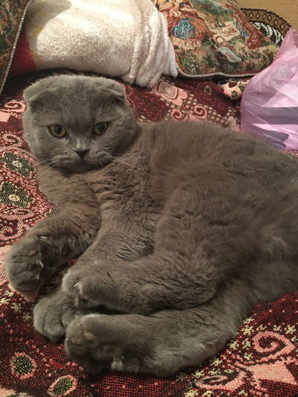 В районе улицы Житомирской потерялся кот. В районе улицы Житомирской потерялся кот.