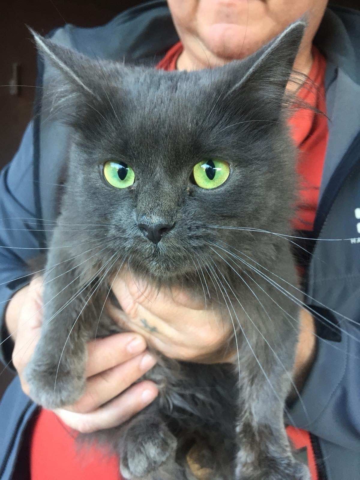 На перекрестке проспектов Поля и Орлыка нашли кошк На перекрестке проспектов Поля и Орлыка нашли кошк