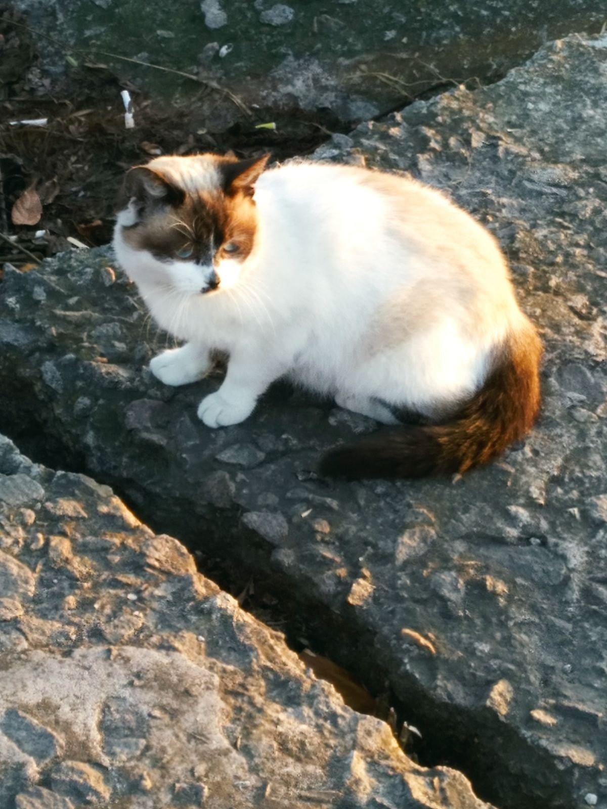 На жилом массиве Солнечный между кафе "Берег" и железнодорожным мостом видели голубоглазую кошку. Трехцветная, окрас белый-бежевый-коричневый На жилом массиве Солнечный между кафе "Берег" и железнодорожным мостом видели голубоглазую кошку. Трехцветная, окрас белый-бежевый-коричневый