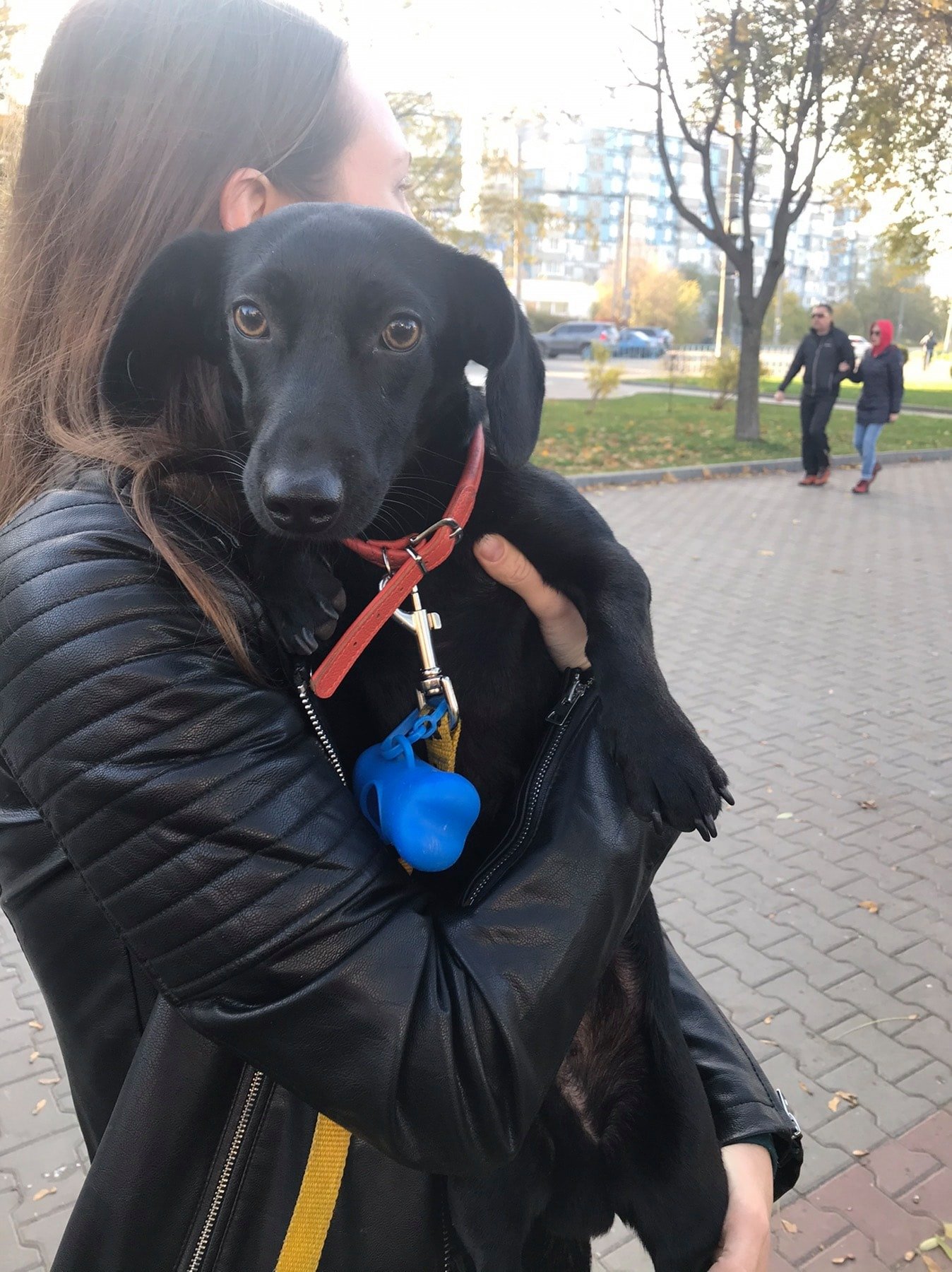 На Левобережном-3 на аллее нашли молодого пса с красным ошейником На Левобережном-3 на аллее нашли молодого пса с красным ошейником