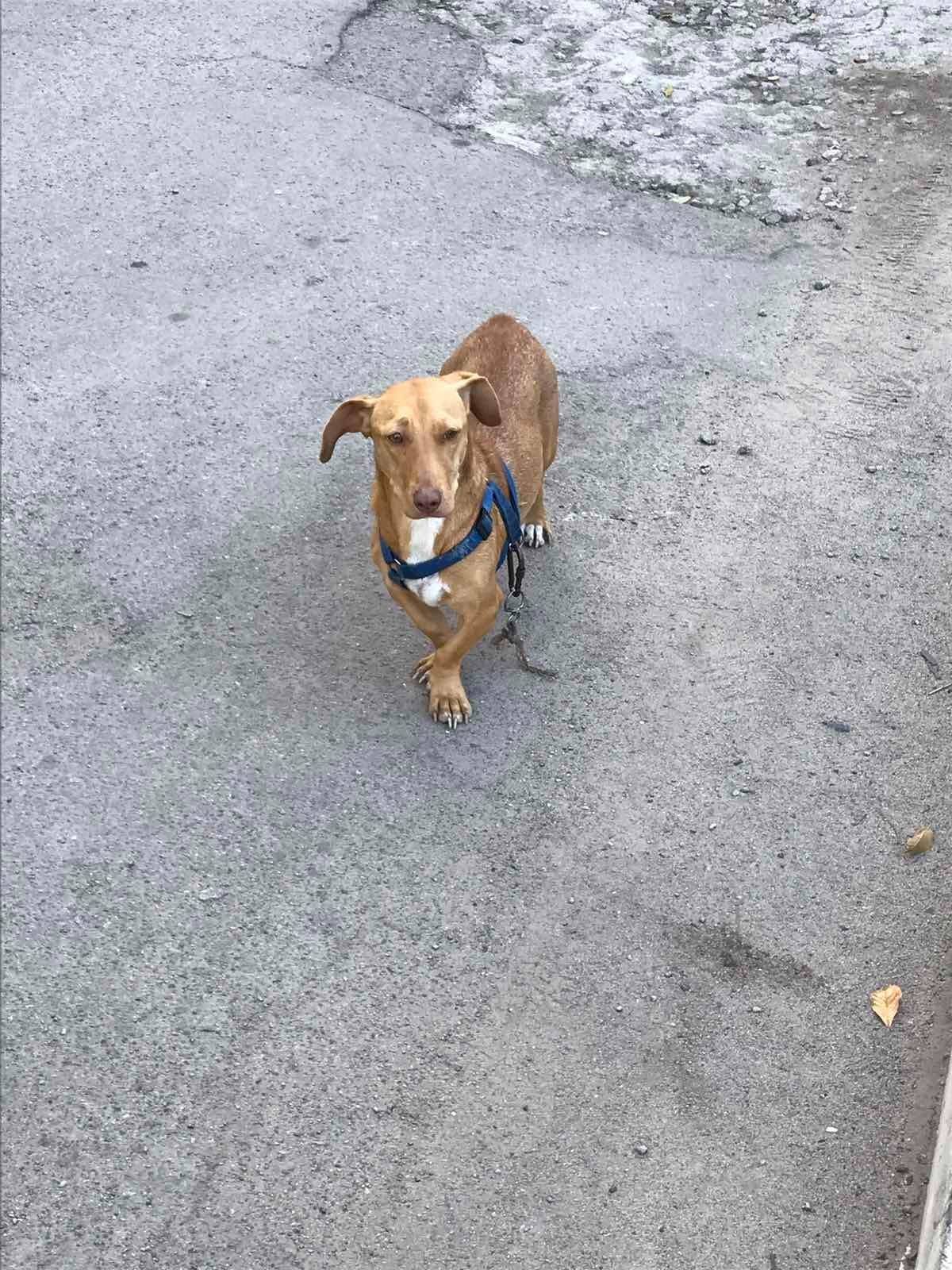 На жилом массиве Ломовский видели собаку в синем ошейнике. Поводок оборван На жилом массиве Ломовский видели собаку в синем ошейнике. Поводок оборван