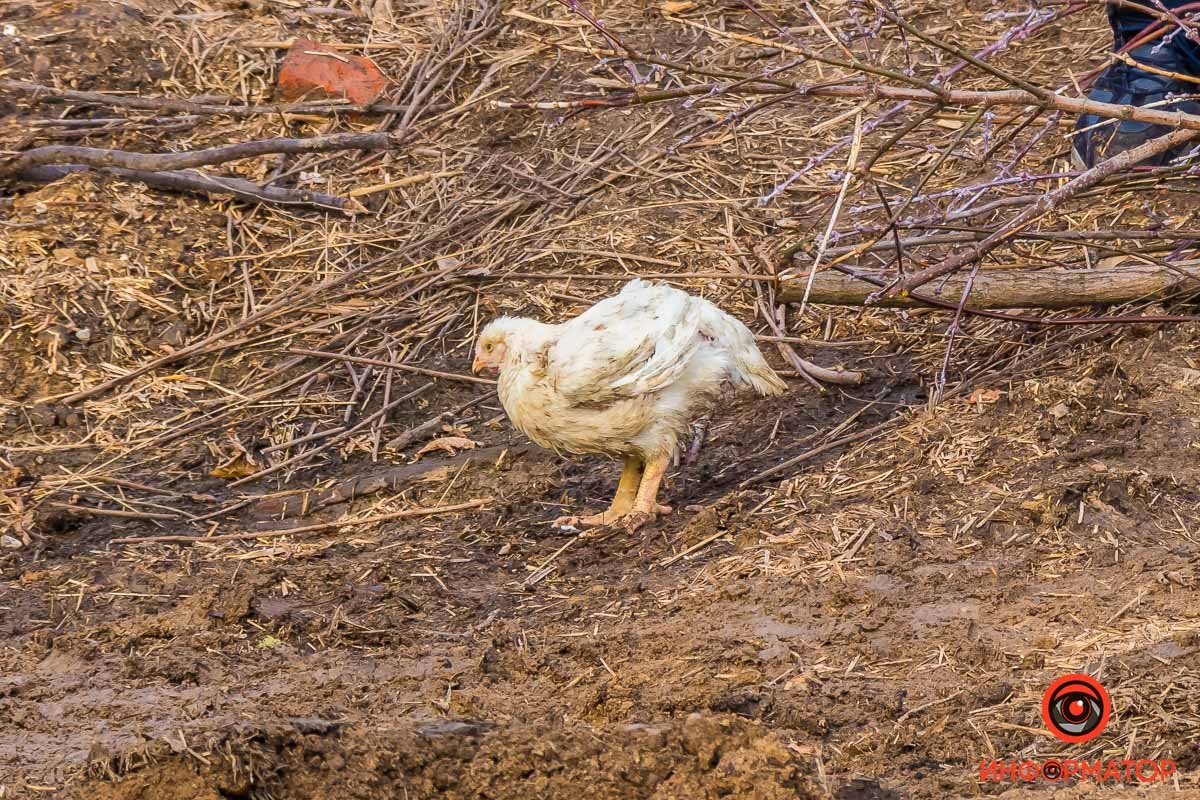Предварительно, курочки не пострадали