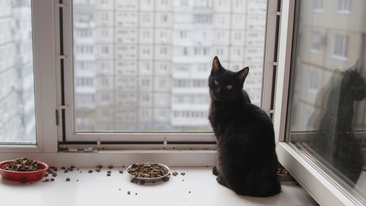 Животных в хорошие руки: жительница Днепра дает шанс на новую жизнь собакам и кошкам 1