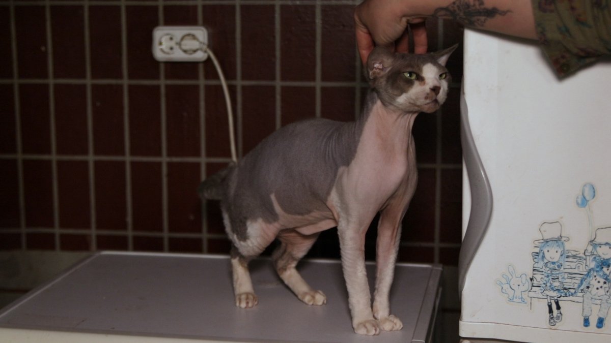 Животных в хорошие руки: жительница Днепра дает шанс на новую жизнь собакам и кошкам 2