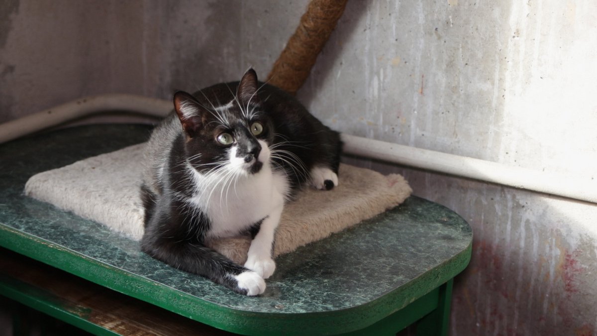 Джимм Керри