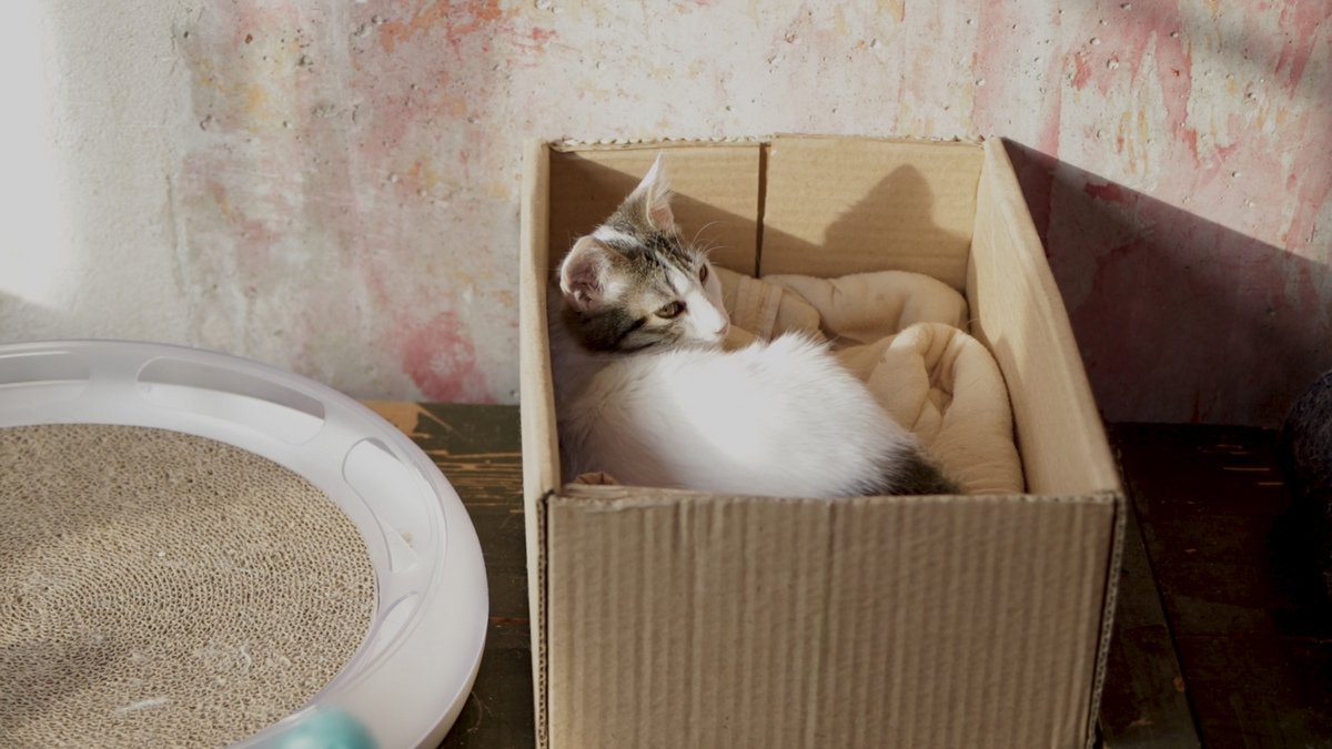 Животных в хорошие руки: жительница Днепра дает шанс на новую жизнь собакам и кошкам 4