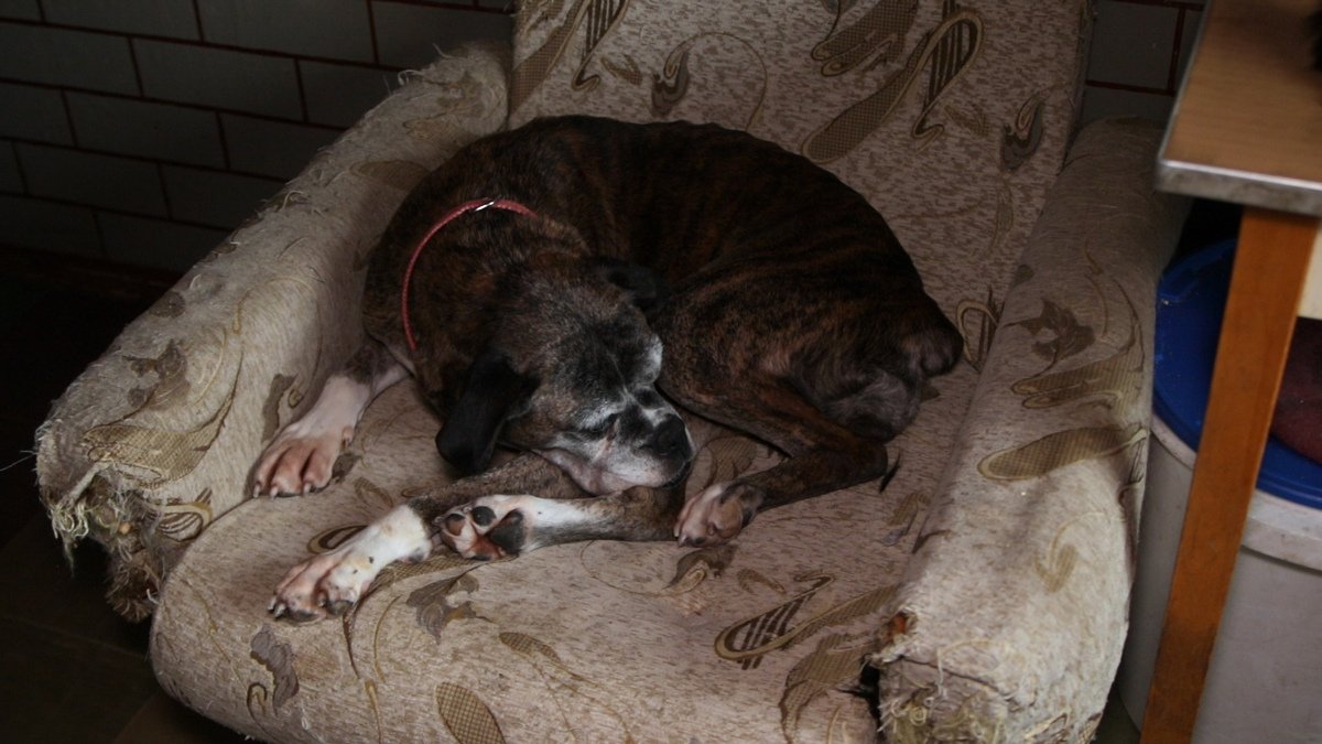 Животных в хорошие руки: жительница Днепра дает шанс на новую жизнь собакам и кошкам 5