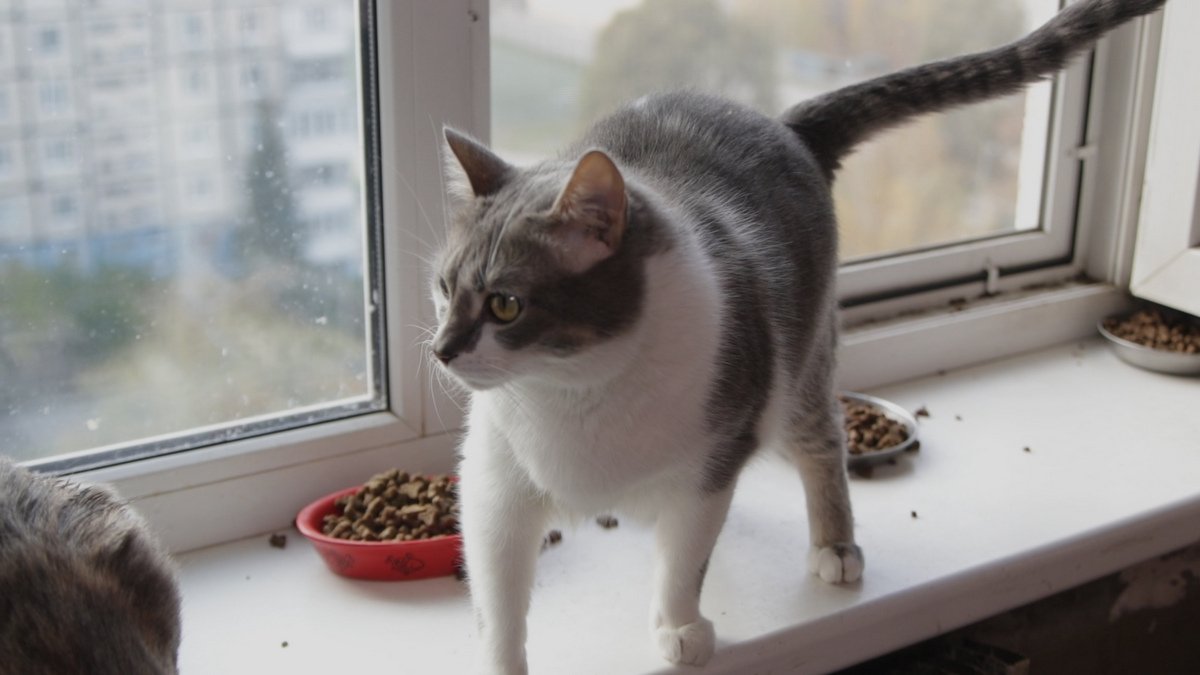 Животных в хорошие руки: жительница Днепра дает шанс на новую жизнь собакам и кошкам 6