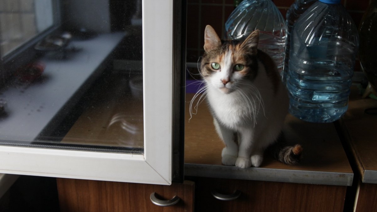 Животных в хорошие руки: жительница Днепра дает шанс на новую жизнь собакам и кошкам 7