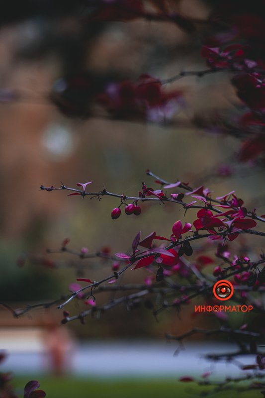 Барбарис осенью все такой же насыщенный красками