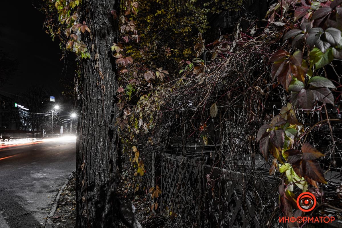 Лоза "оживает" на ветру Лоза "оживает" на ветру