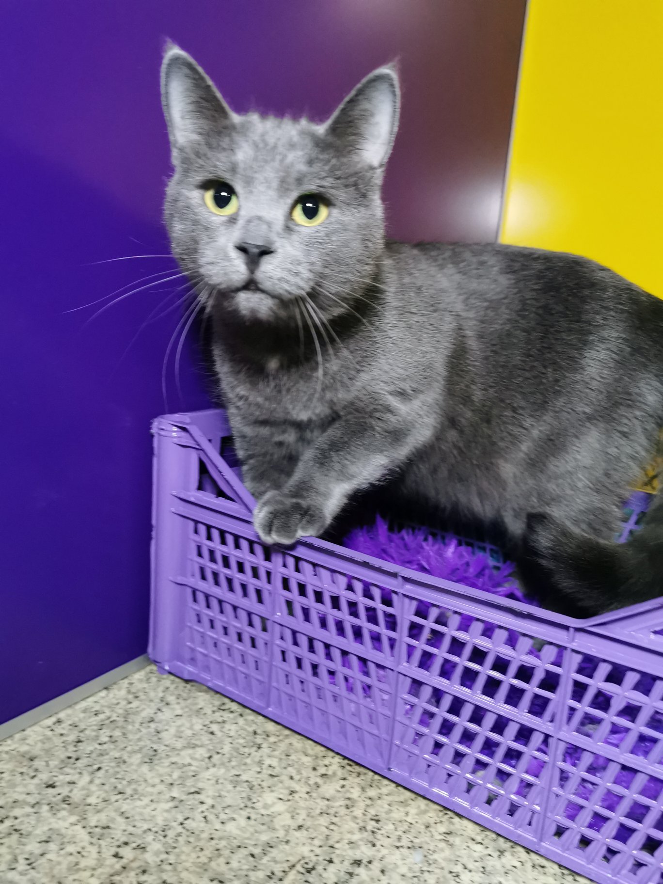 Красавчик котенок Миша пепельного цвета ищет семью