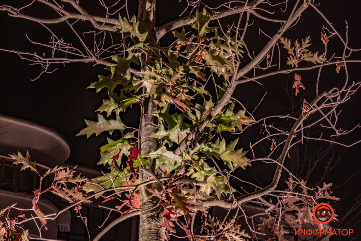 Высадили почти сотню молодых дубов Высадили почти сотню молодых дубов