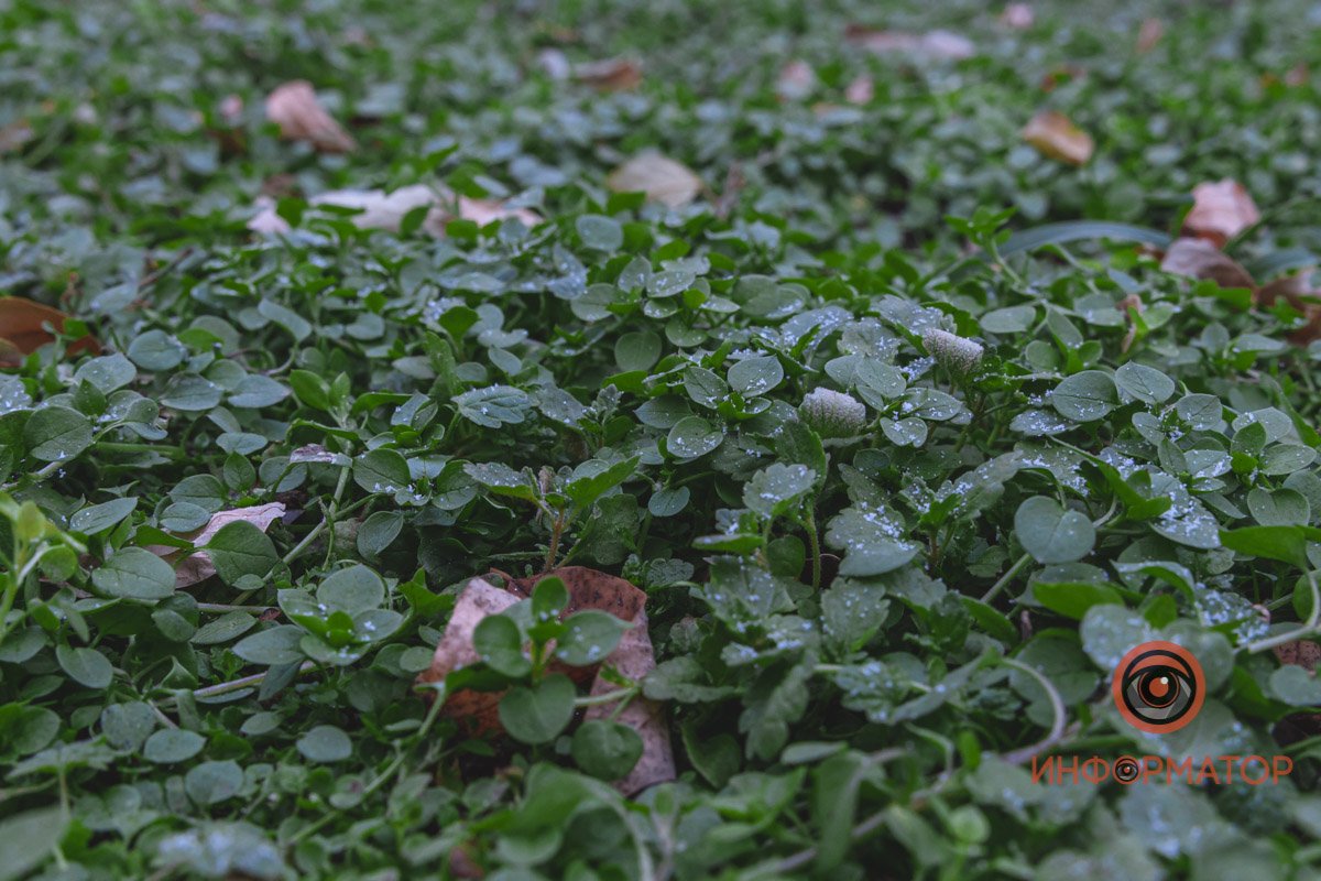 Сфотографировали снег, чтобы хоть где-то он был Сфотографировали снег, чтобы хоть где-то он был