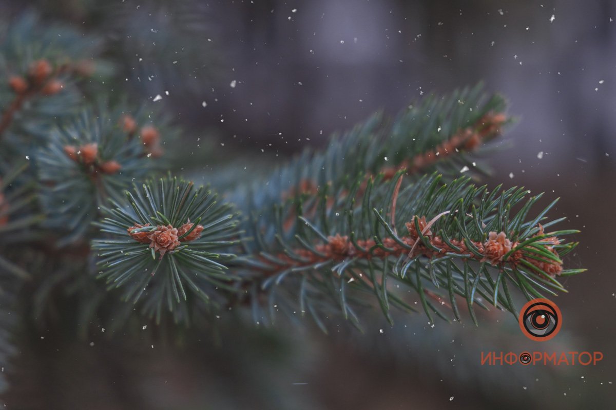 Жирный Жирный