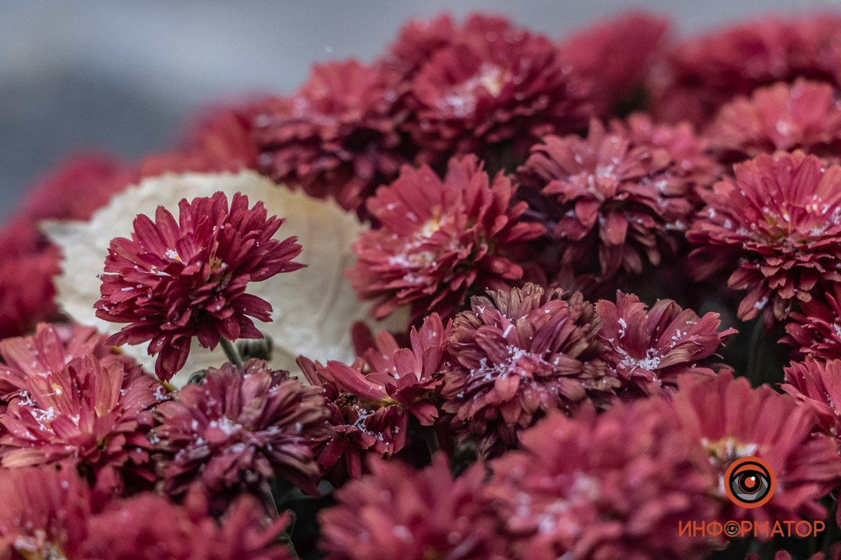 Цветочки онемели от такой погоды 😅 Цветочки онемели от такой погоды 😅