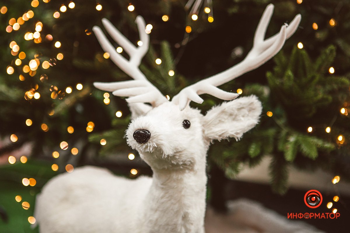 А олени, судя по всему, покровительствуют нам каждый год