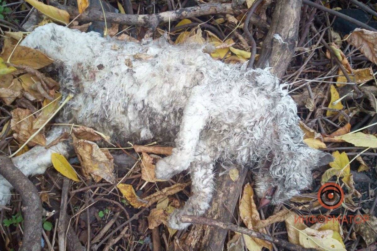 Несчастные животные мучаются Несчастные животные мучаются