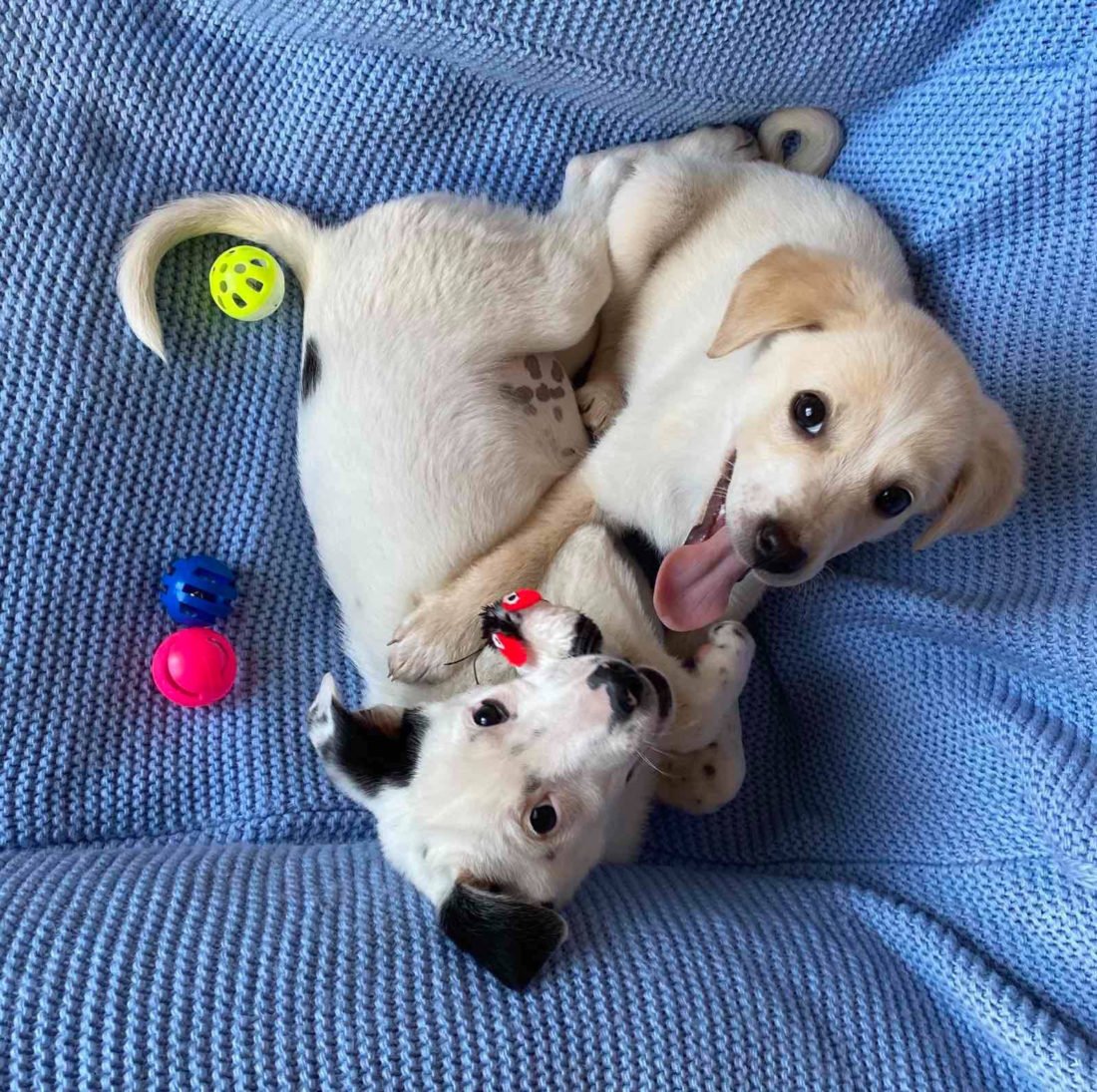 Два комочка счастья Два комочка счастья