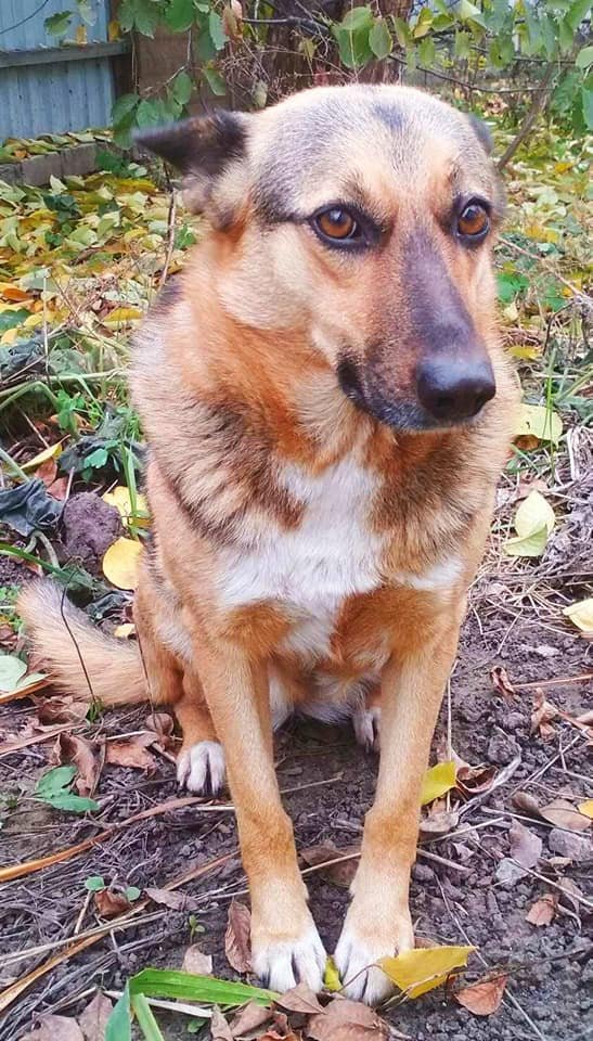 Милая девочка с умным взглядом Милая девочка с умным взглядом