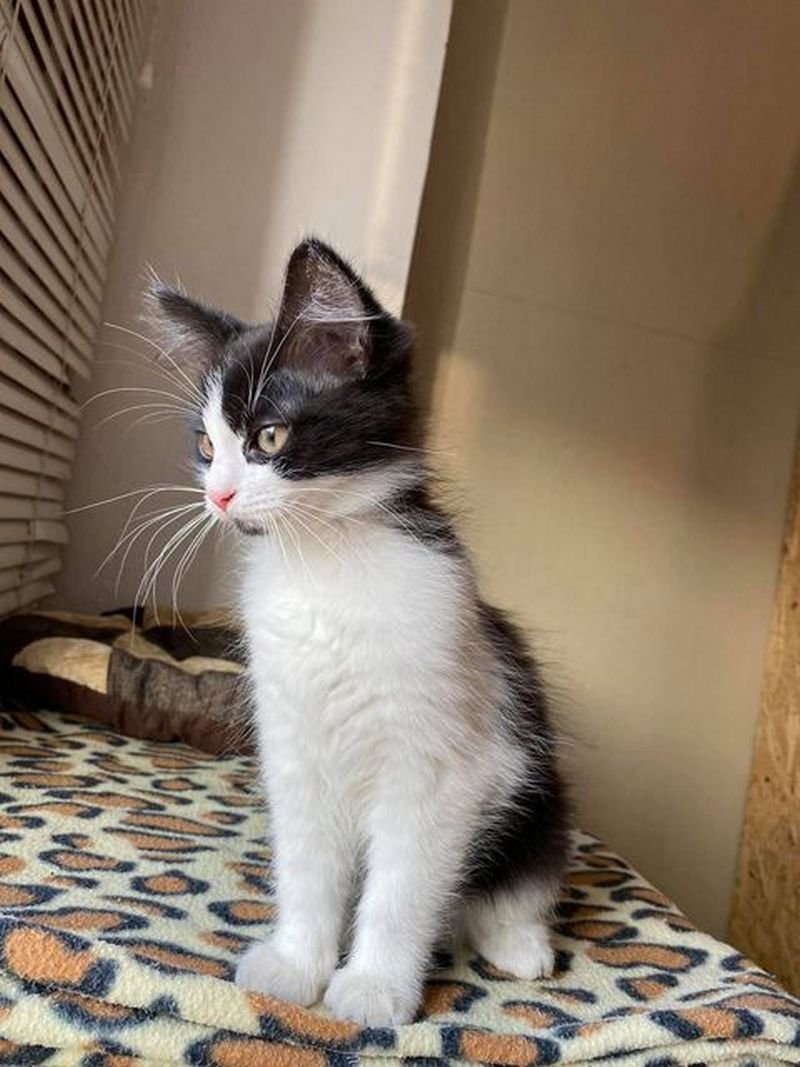 Замурчательный котенок Замурчательный котенок