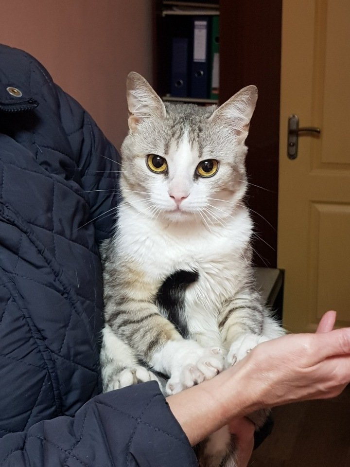 Кот Том ищет новых хозяев, которые никогда его не предадут Кот Том ищет новых хозяев, которые никогда его не предадут