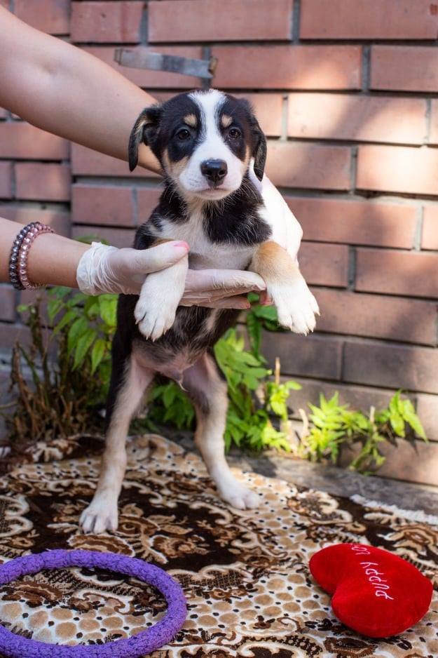 Милое создание заслуживает лучшей жизни Милое создание заслуживает лучшей жизни
