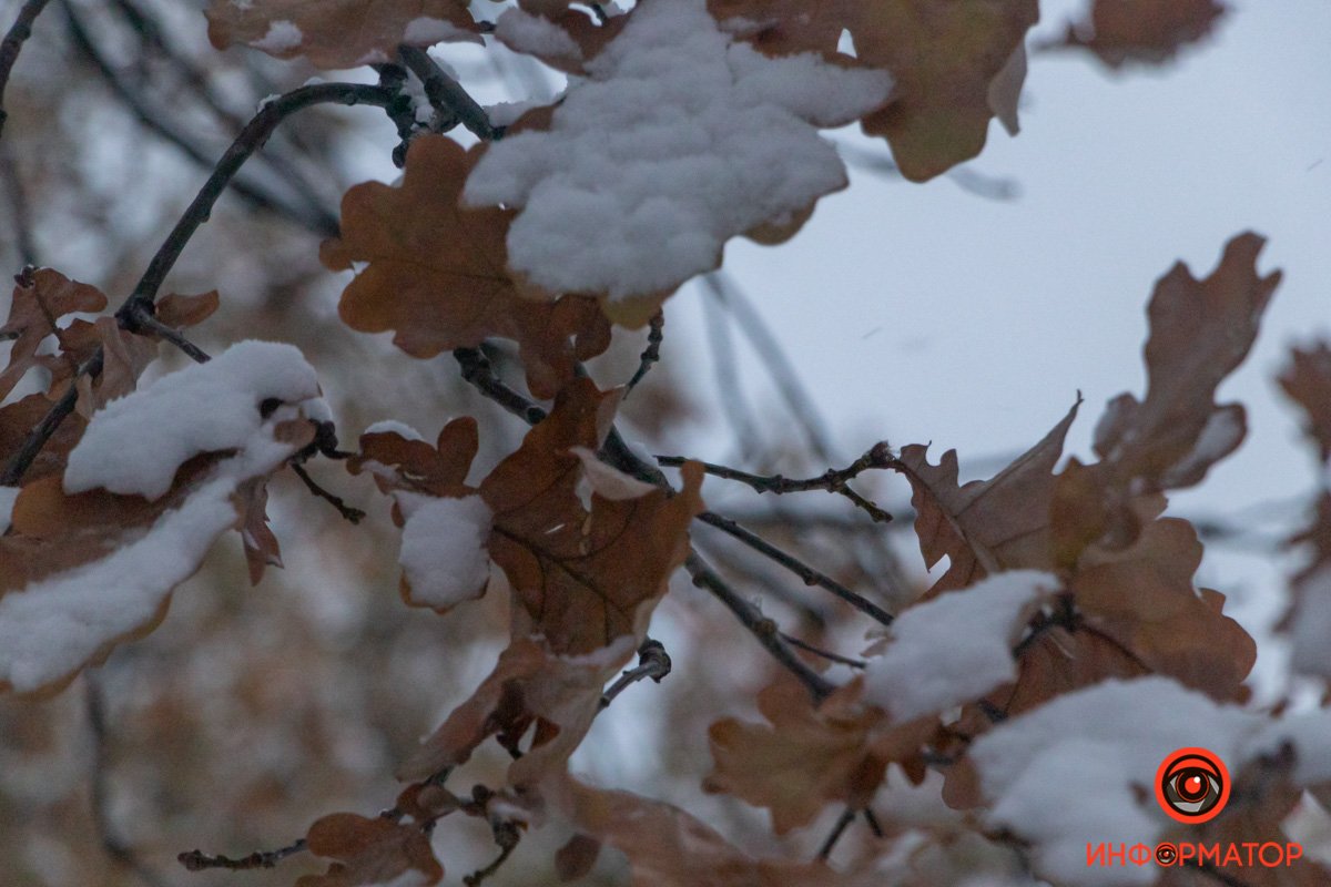 Периодически поднимается ветер, так что через пару часов от этой красоты на деревьях может ничего не остаться Периодически поднимается ветер, так что через пару часов от этой красоты на деревьях может ничего не остаться