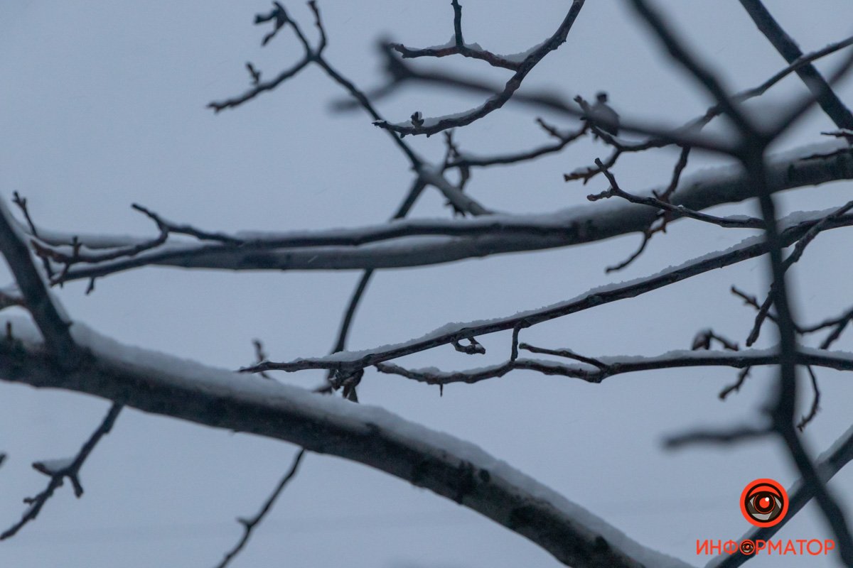 Корка льда на ветках Корка льда на ветках