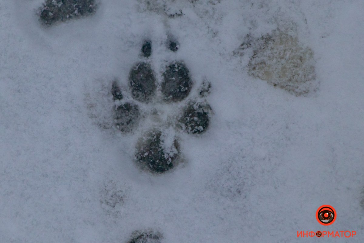 Следы утренних прогулок Следы утренних прогулок