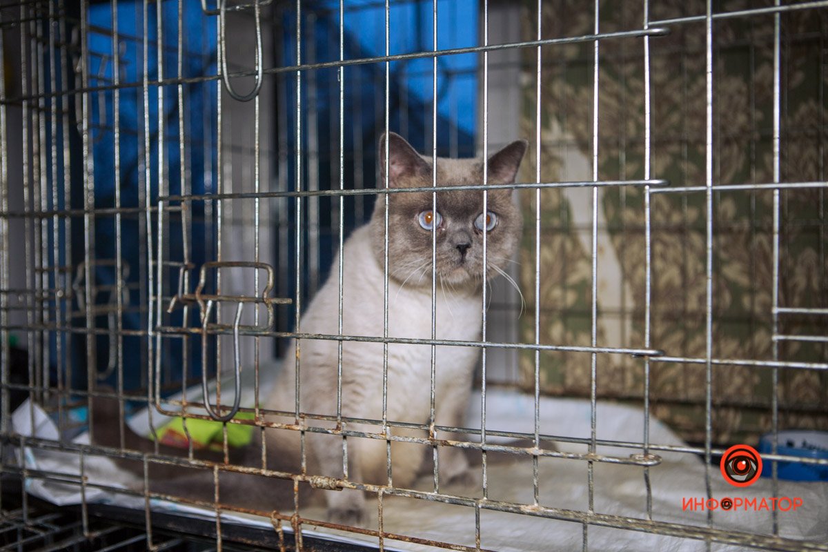 Лютика называют "спинальником", у него атрофированы задние лапки Лютика называют "спинальником", у него атрофированы задние лапки