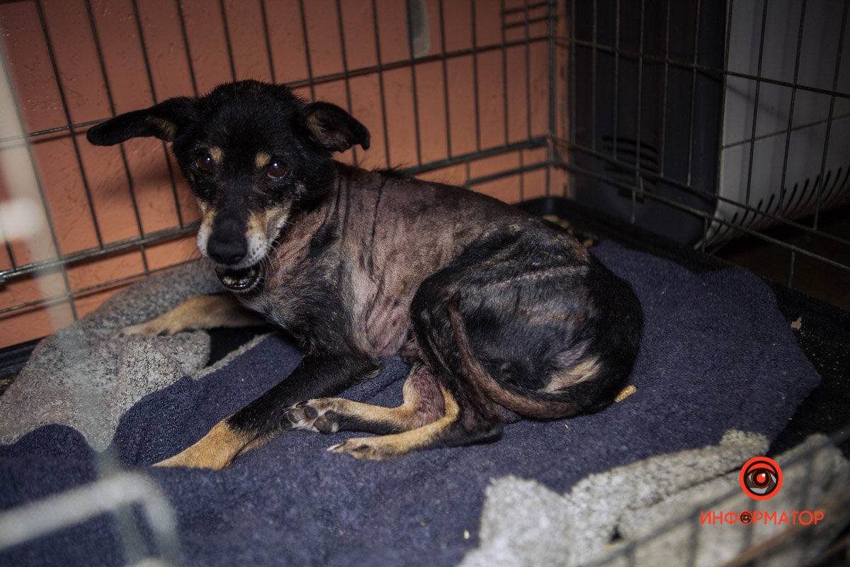 Пес Дружок возвращается к нормальной жизни Пес Дружок возвращается к нормальной жизни