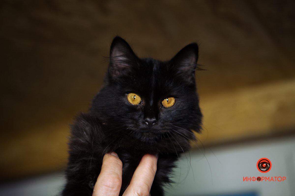 Черный красавец Черный красавец