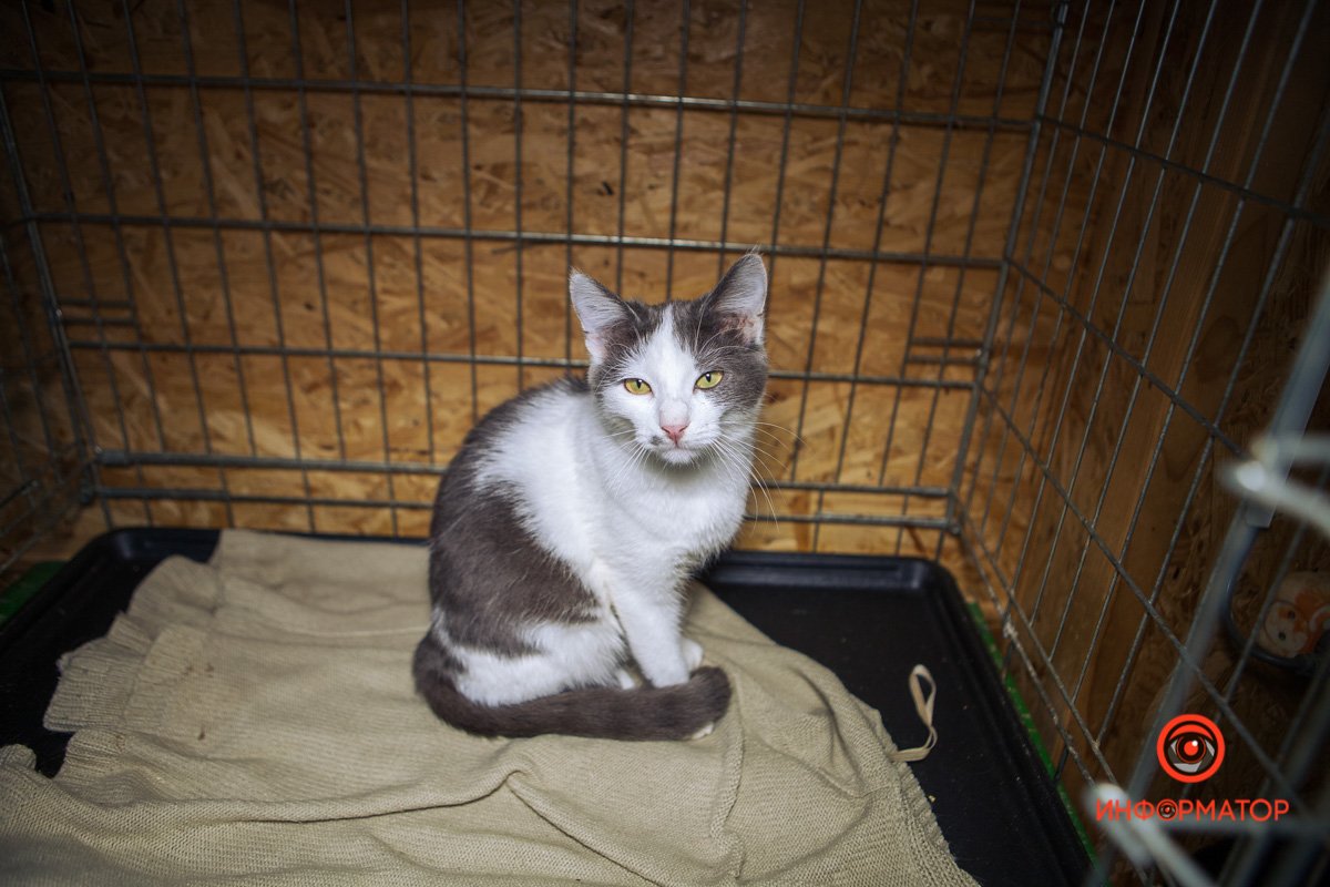 Кошечка Кошечка