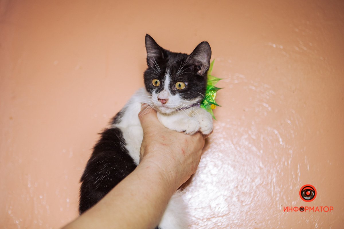 Девочка Девочка