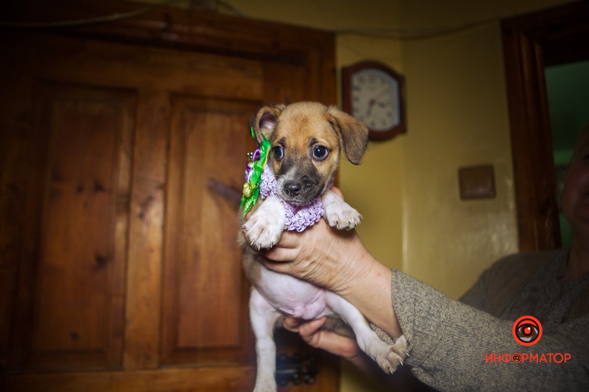 Щенок-мальчик Щенок-мальчик